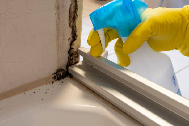 Office Mold Removal Services in Miamitown, OH