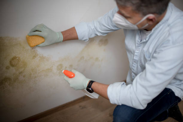 Attic Mold Removal in Miamitown, OH