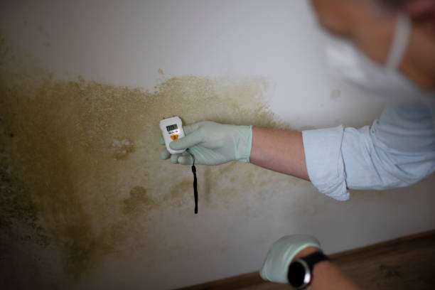 Best Mold Removal Specialists  in Miamitown, OH