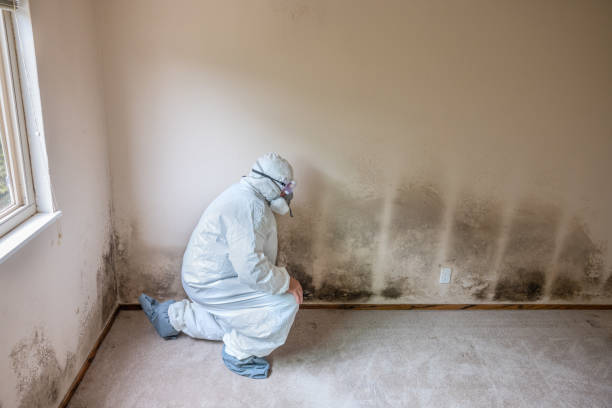 Professional Mold Removal in Miamitown, OH