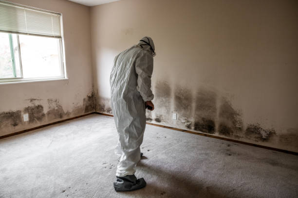 Best Toxic Mold Removal  in Miamitown, OH